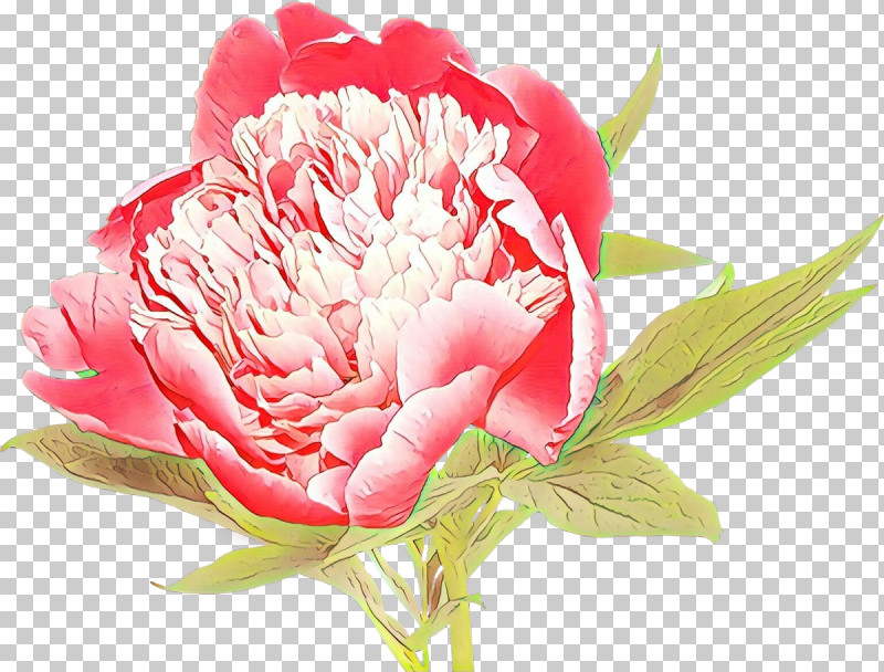 Flower Plant Petal Pink Common Peony PNG, Clipart, Carnation, Chinese Peony, Common Peony, Cut Flowers, Flower Free PNG Download