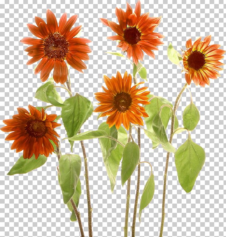 Common Sunflower Yellow PNG, Clipart, Annual Plant, Chrysanthemum, Color, Common Sunflower, Cut Flowers Free PNG Download