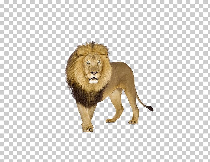 Lion Tiger Stock.xchng PNG, Clipart, Animal, Animals, Big Cats, Biological, Carnivoran Free PNG Download