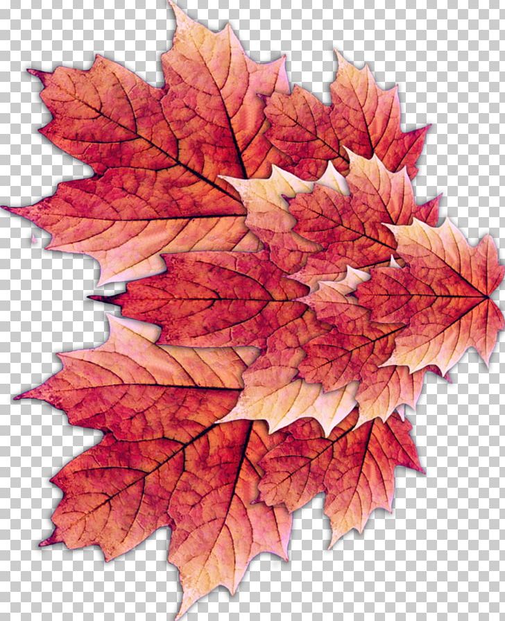Maple Leaf PNG, Clipart, Autumn, Autumn Leaf Color, Computer Icons, Data, Green Free PNG Download