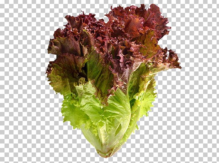 Red Leaf Lettuce Vegetable Salad Seed PNG, Clipart, Benih, Flowerpot, Food, Food Drinks, Herb Free PNG Download