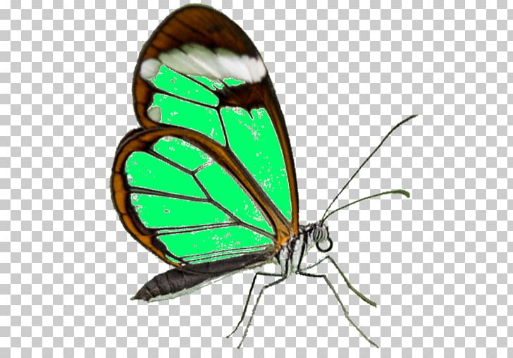 Monarch Butterfly Pieridae Gossamer-winged Butterflies Moth PNG, Clipart, Arthropod, Brush Footed Butterfly, Butterflies And Moths, Butterfly, Insect Free PNG Download