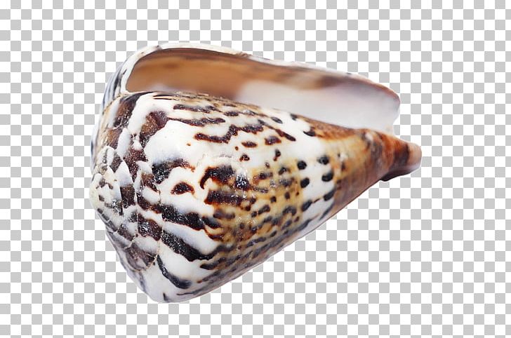 Seashell Conchology Invertebrate Sea Snail PNG, Clipart, Animals, Beach, Conch, Conchology, Echinoderm Free PNG Download
