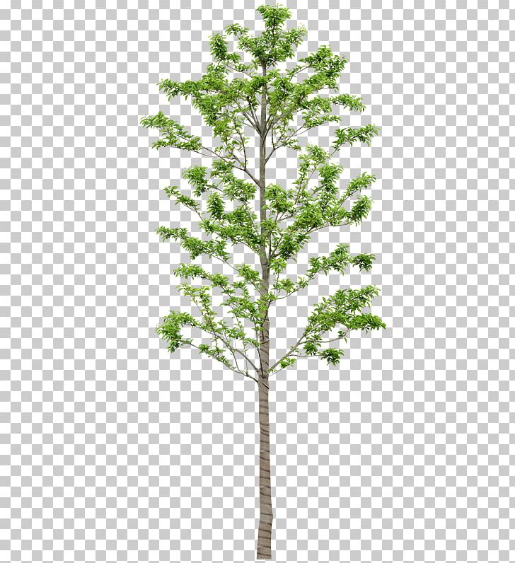 Tree Larch Painting Spruce PNG, Clipart, Branch, Conifer, Evergreen, Fir, Fukei Free PNG Download