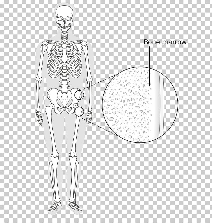 Bone Marrow Human Skeleton Wikimedia Commons PNG, Clipart, Abdomen, Anatomy, Arm, Black And White, Bone Free PNG Download