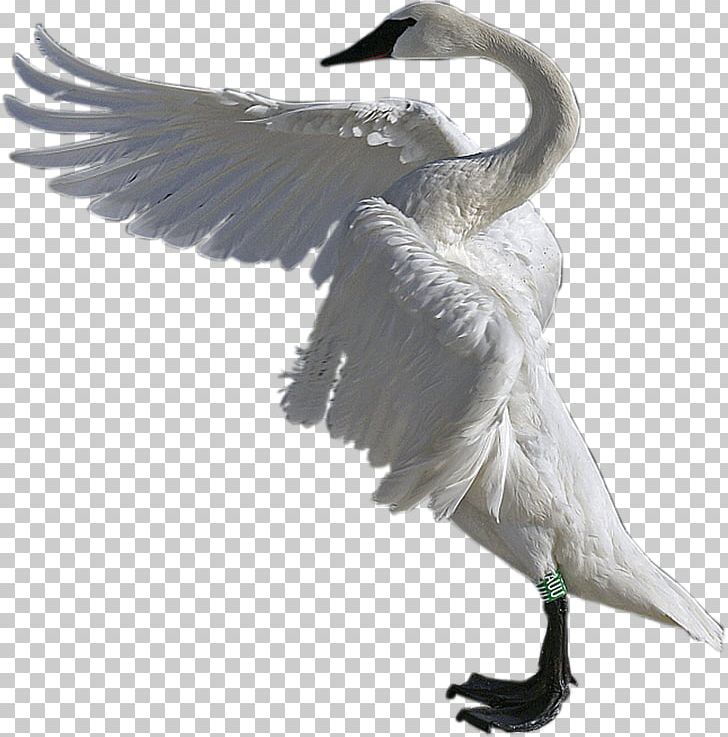 Cygnini Water Bird Duck Goose PNG, Clipart, Anatidae, Animals, Beak, Bird, Cygnini Free PNG Download