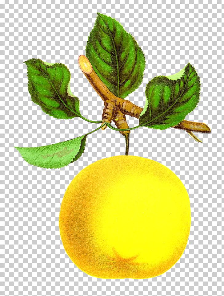 Fruit PNG, Clipart, Apple, Botanical Illustration, Botany, Branch, Citrus Free PNG Download
