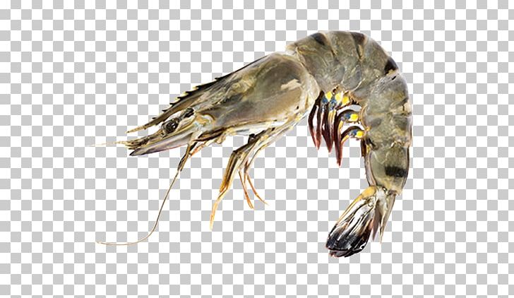 Giant Tiger Prawn Photograph Shrimp PNG, Clipart, Beak, Can Stock Photo, Crustacean, Decapoda, Fish Free PNG Download