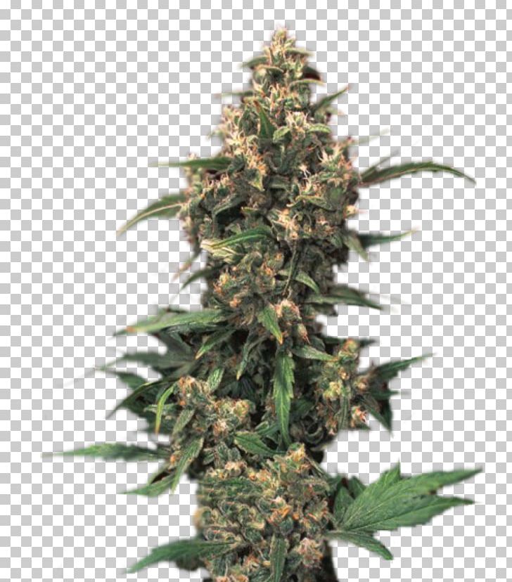 Medical Cannabis White Widow Seed Bank PNG, Clipart, Autoflowering Cannabis, Cannabidiol, Cannabis, Cannabis Sativa, Cough Free PNG Download
