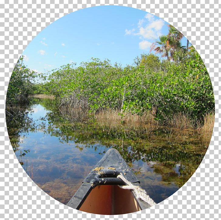 Wetland Pond Reservoir River Waterway PNG, Clipart, Art, Bank, Bayou, Forest, Inlet Free PNG Download
