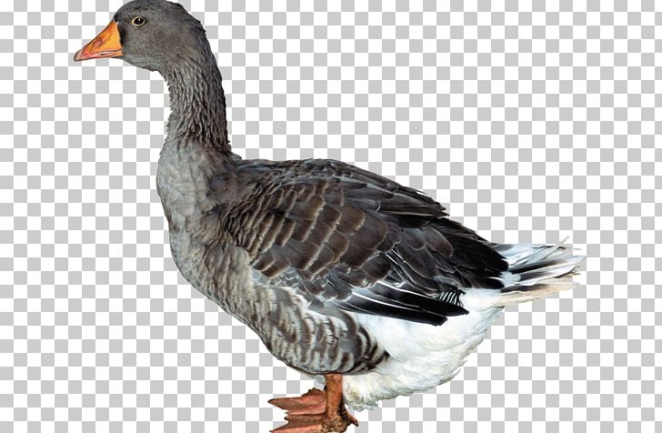 Duck Hunt Domestic Duck PNG, Clipart, Animals, Beak, Bird, Duck Hunt, Ducks Geese And Swans Free PNG Download