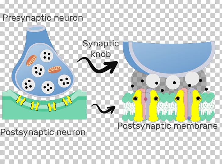 Chemical Synapse Postsynaptic Potential Neuron Nervous System PNG, Clipart, Area, Body Structure, Brand, Cell Membrane, Chemical Synapse Free PNG Download