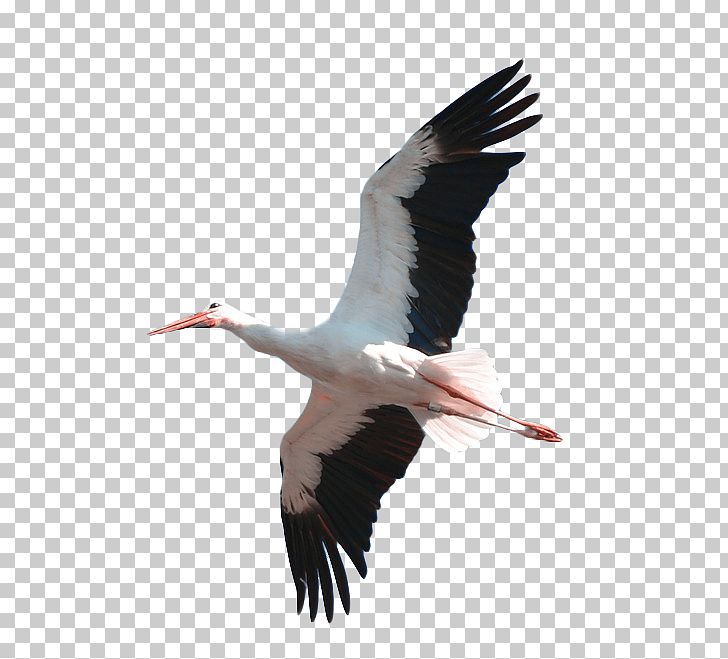 Crane White Feather PNG, Clipart, Background White, Beak, Bird, Birds, Black Free PNG Download