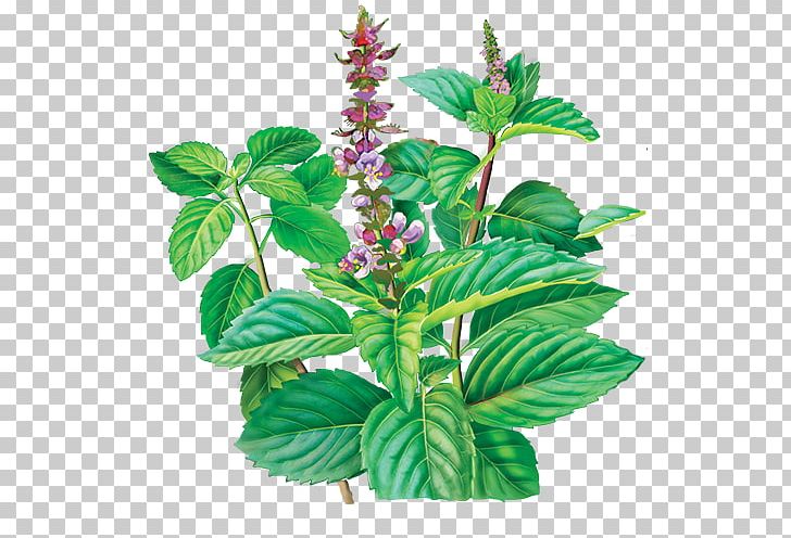 Herbal Tea Holy Basil Herbal Tea PNG, Clipart, Basil, Clove, Flowering Plant, Flowerpot, Food Drinks Free PNG Download