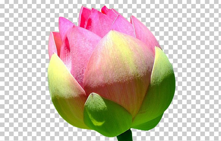 Nelumbo Nucifera RGB Color Model PNG, Clipart, Aquatic Plant, Bud, Buds, Closeup, Color Free PNG Download
