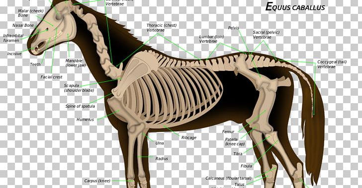 Skeletal System Of The Horse Equine Anatomy Skeleton PNG, Clipart, Anatomy, Animals, Bone, Equestrian, Equine Anatomy Free PNG Download