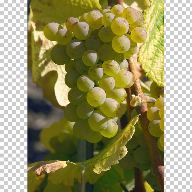 Sultana Grape Varietal Swiss Wine Heida PNG, Clipart, Advertising, Canton Of Valais, Flowering Plant, Food, Fruit Free PNG Download