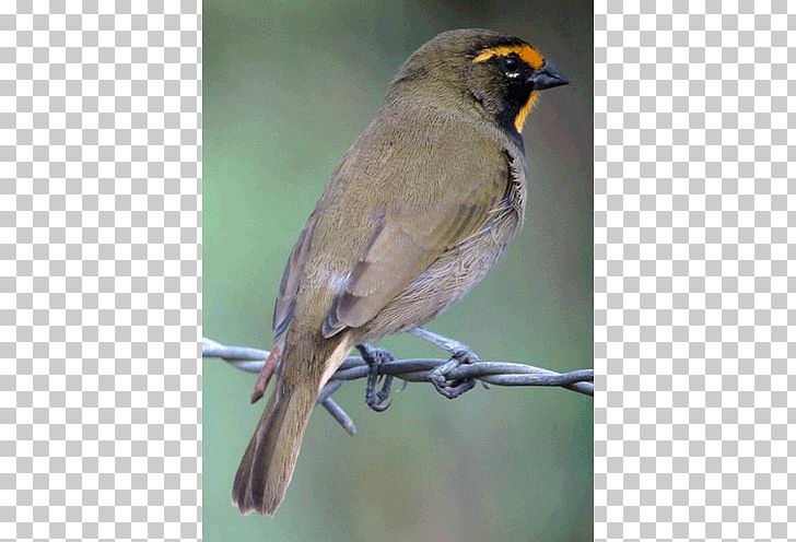 House Sparrow Finch Common Nightingale American Sparrows PNG, Clipart, American Sparrows, Animals, Beak, Bird, Bulbul Free PNG Download