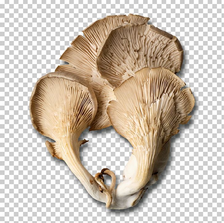 Oyster Mushroom Edible Mushroom Fungus PNG, Clipart, Agaricaceae, Agaricus, Clams Oysters Mussels And Scallops, Common Mushroom, Cooking Free PNG Download