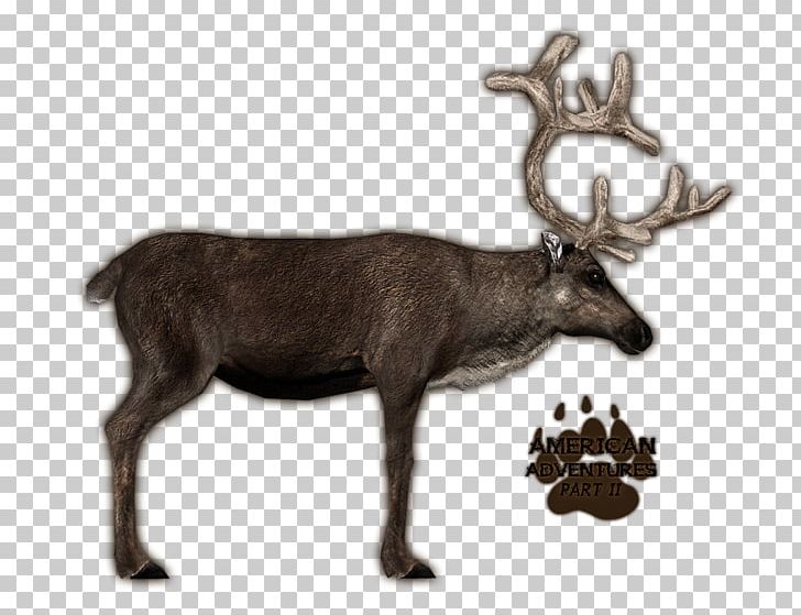 Zoo Tycoon 2 Deer Antler Porcupine Caribou PNG, Clipart, Animal, Animals, Antler, Deer, Elk Free PNG Download