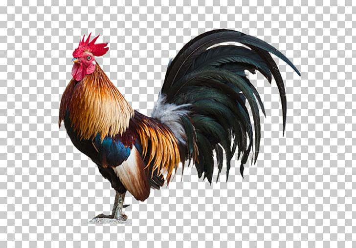 Plymouth Rock Chicken Leghorn Chicken Rooster PNG, Clipart, Bantam, Beak, Bird, Chicken, Cock Egg Free PNG Download