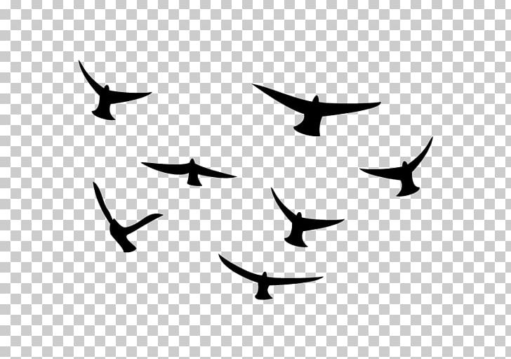 Beak Bird Migration Line PNG, Clipart,  Free PNG Download