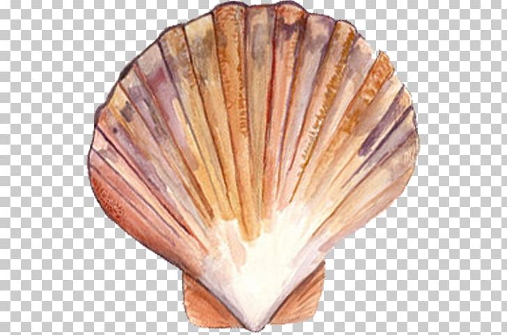 Clam Scallop Mussel Oyster Seashell PNG, Clipart, Animals, Bay Scallop, Bivalvia, Clam, Clams Oysters Mussels And Scallops Free PNG Download
