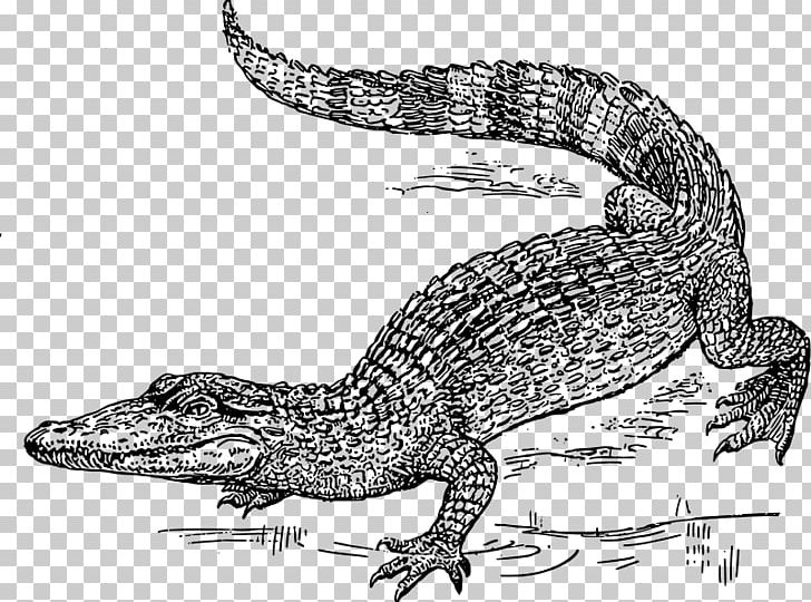 Crocodile Alligator Black And White PNG, Clipart, Alligator, Alligator Swamp Cliparts, Black And White, Crocodile, Crocodile 2 Death Swamp Free PNG Download