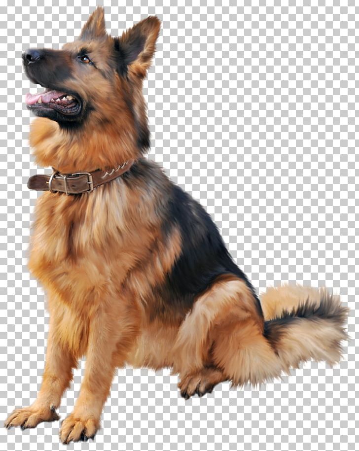 Dog Collar Cat Shock Collar Dog Training PNG, Clipart, Animals, Bark, Carnivoran, Companion Dog, Dog Free PNG Download