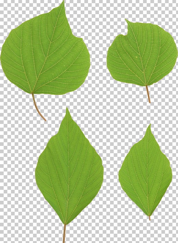 Leaf PNG, Clipart, Amazon Kindle, Bild, Cat, Clipping Path, Computer Graphics Free PNG Download