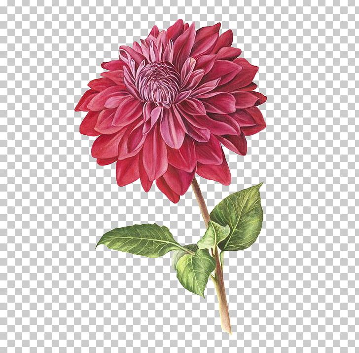 Botanical Illustration Botany Drawing Dahlia Pinnata Illustration PNG, Clipart, Artist, Autumn, Botanical Illustrator, Cartoon, Dahlia Free PNG Download