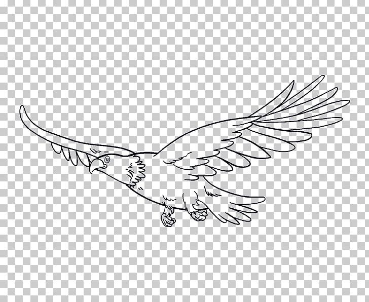 Drawing Bird Eagle Line Art PNG, Clipart, Animals, Artwork, Beak, Bird, Bird Of Prey Free PNG Download