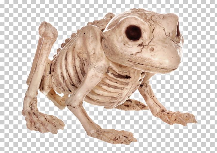 Frog Human Skeleton Bone Vertebral Column PNG, Clipart, African Clawed Frog, Amphibian, Anatomy, Animals, Bone Free PNG Download