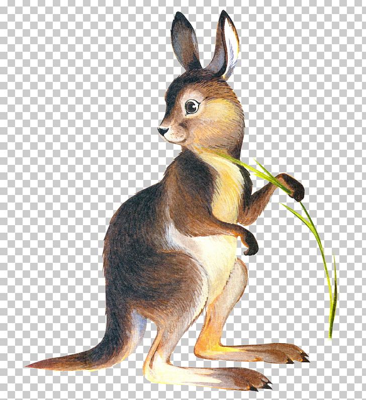 Kangaroo Drawing Marsupial PNG, Clipart, Animal, Animals, Art, Australia, Australia Kangaroo Free PNG Download