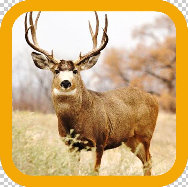 White-tailed Deer Mule Deer Moose PNG, Clipart, Animals, Antler, Biggame Hunting, Bowhunting, Deer Free PNG Download