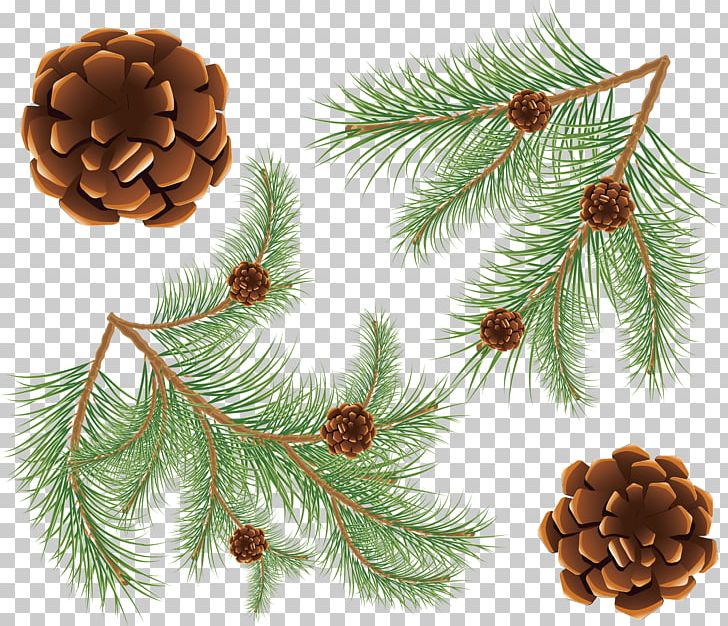 Fir Conifer Cone Coulter Pine PNG, Clipart, Branch, Christmas Decoration, Christmas Ornament, Cone, Conifer Free PNG Download
