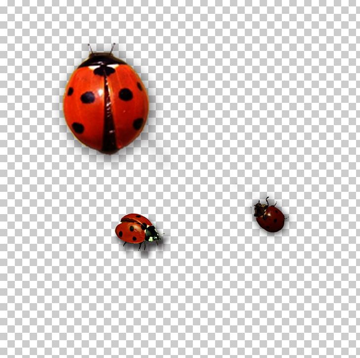 Ladybird Insect PNG, Clipart, Adobe Illustrator, Arthropod, Beetle, Cute Ladybug, Download Free PNG Download