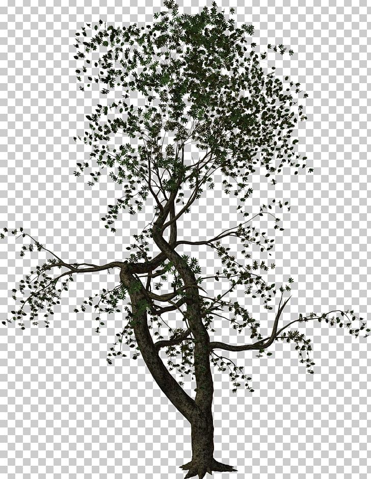 Twig Shrub Woody Plant Branch PNG, Clipart, Animal, Black And White, Branch, Dali, Evergreen Free PNG Download