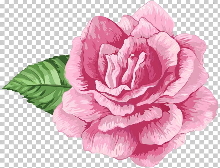 Cabbage Rose Garden Roses PNG, Clipart, Cor, Cut Flowers, De Rosa, Drawing, Flores Free PNG Download