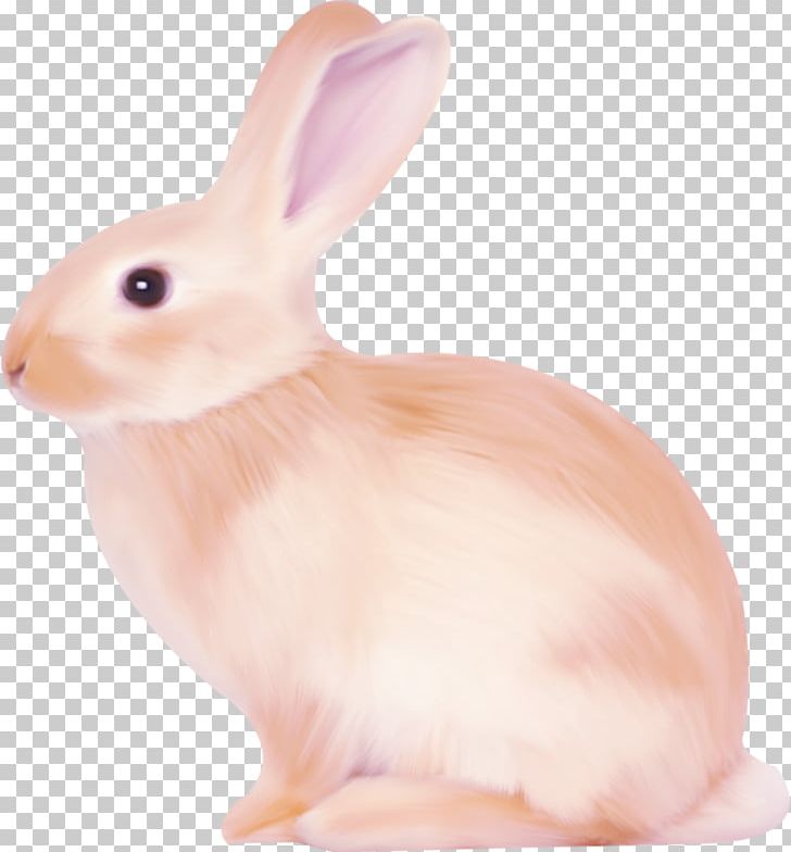 Domestic Rabbit Hare PNG, Clipart, Animal, Animals, Brown, Bunny, Cartoon Free PNG Download