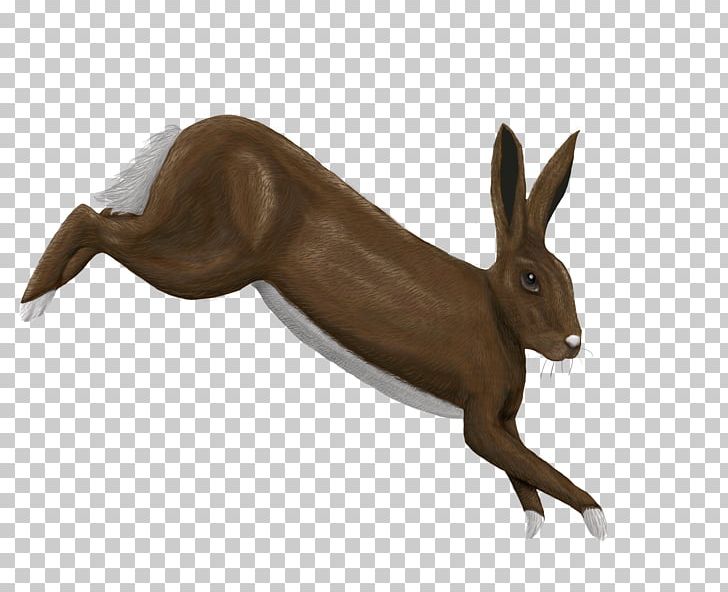 Domestic Rabbit Hare Wildlife Terrestrial Animal PNG, Clipart, Animal, Animals, Domestic Rabbit, Fauna, Hare Free PNG Download