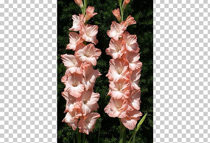 Gladiolus Flower Iridaceae Plant Lilium PNG, Clipart, Broomrape, Bulb, Corm, Cut Flowers, Flower Free PNG Download