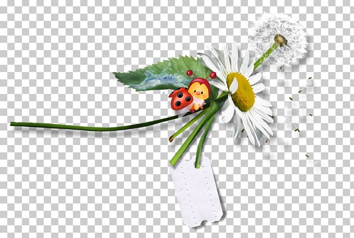 Insect PNG, Clipart, Body Jewelry, Coccinella, Computer Icons, Cut Flowers, Daisy Free PNG Download