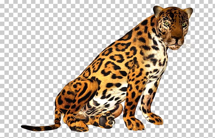 Leopard Tiger Cheetah Jaguar PNG, Clipart, Animals, Animation, Ayten, Big Cats, Blog Free PNG Download