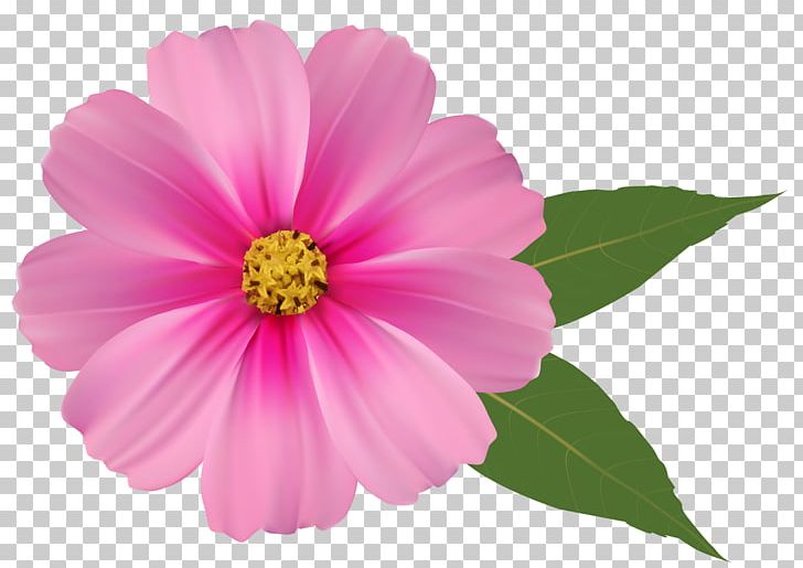 Pink Flowers Orange PNG, Clipart, Annual Plant, Color, Cosmos, Dahlia, Daisy Family Free PNG Download