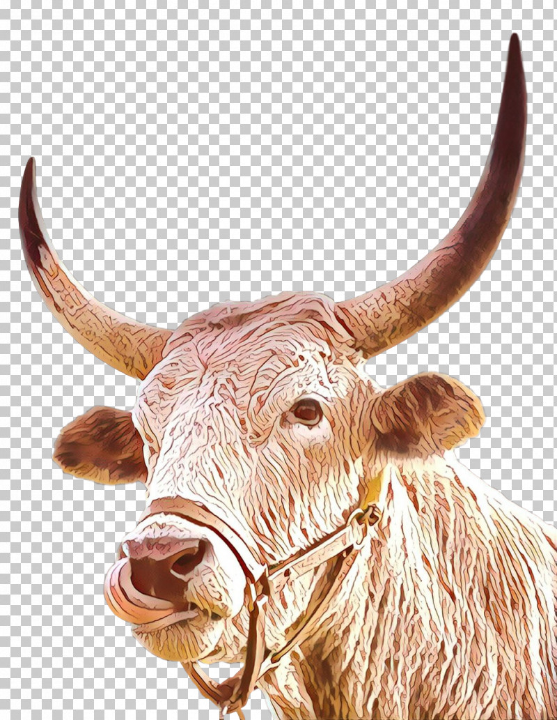 Horn Bovine Ox Texas Longhorn Snout PNG, Clipart, Bovine, Bull, Cowgoat Family, Horn, Livestock Free PNG Download