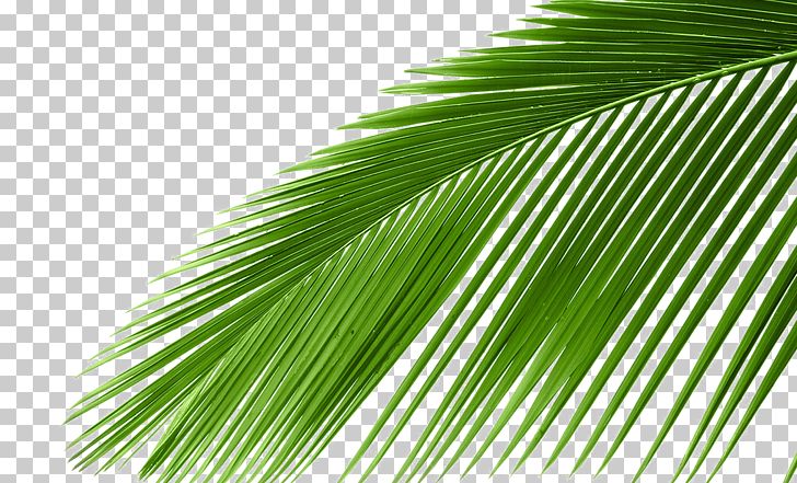 Arecaceae Cycad Leaf Tree Coconut PNG, Clipart, Arecaceae, Arecales, Coconut, Coconut Tree, Cycad Free PNG Download