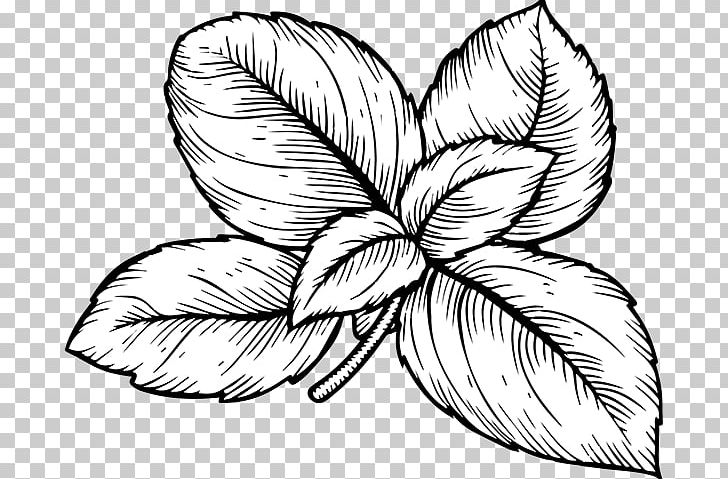Basil Herb Italian Cuisine Drawing PNG, Clipart, Artwork, Basil, Black And White, Culinary Arts, Drawing Free PNG Download