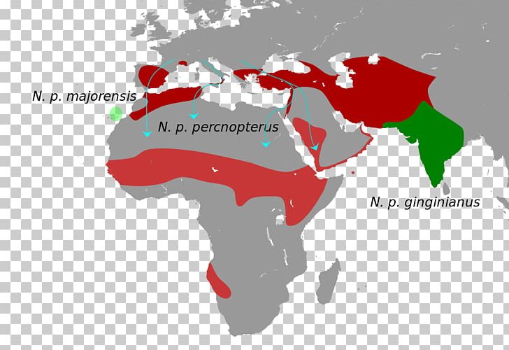 Egyptian Vulture World Map Trichocorixa Verticalis Verticalis PNG, Clipart, Biologie, Brand, Computer Wallpaper, Diagram, Egyptian Vulture Free PNG Download