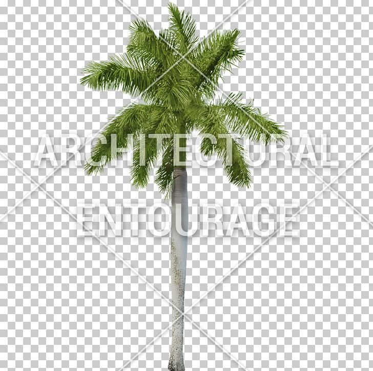 Fir Common Fig Fig Leaf Climbing Fig PNG, Clipart, Arecaceae, Arecales, Branch, Common Fig, Conifer Free PNG Download